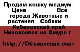 Продам кошку медиум › Цена ­ 6 000 000 - Все города Животные и растения » Собаки   . Хабаровский край,Николаевск-на-Амуре г.